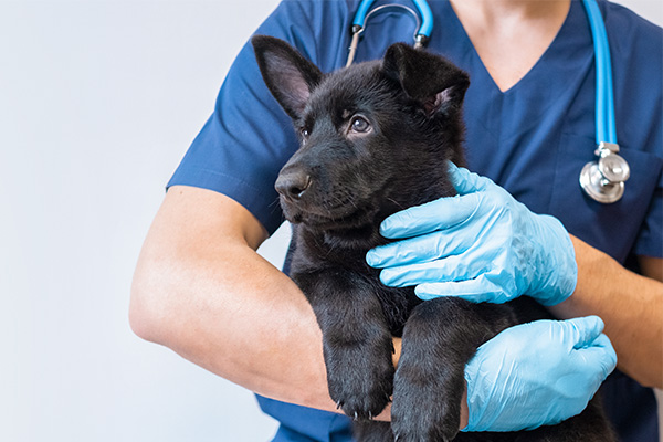 vienna-vaccination