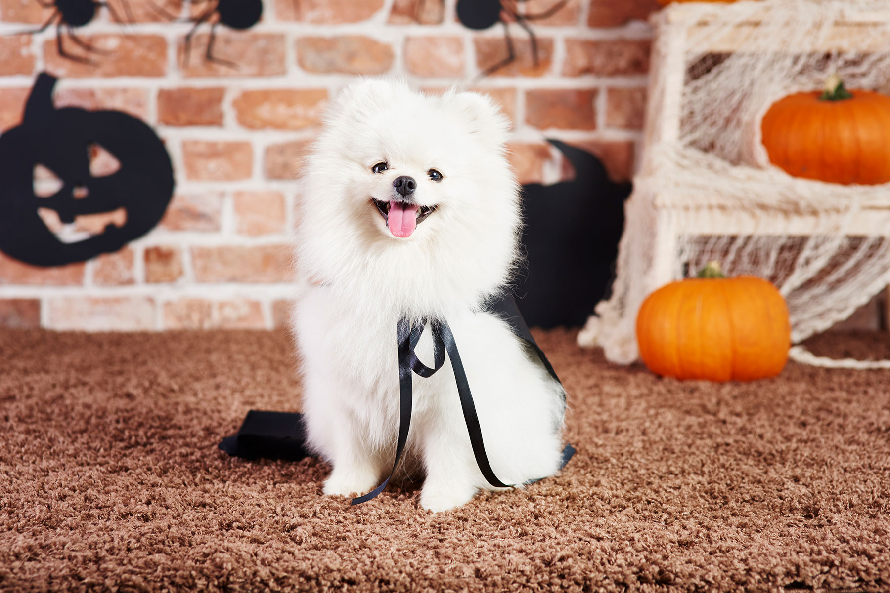 front-view-happy-pomeranian-halloween-time